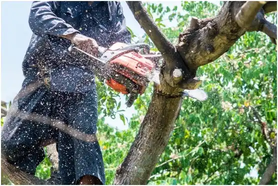 tree services South Greeley